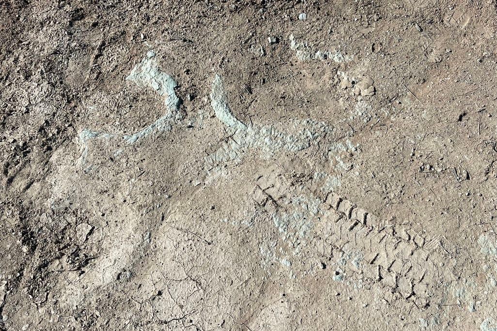 An image of dinosaur tracks at the Mill Canyon Tracksite with vehicle tracks running through them