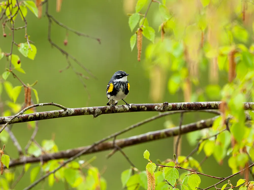 Thor-Veen-myrtle-warbler-original-Steph Szarmach.png