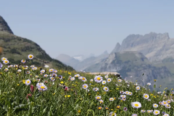 The Fields in the Mountains thumbnail