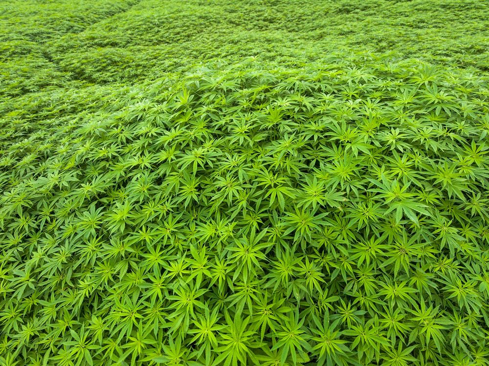 Cannabis Field