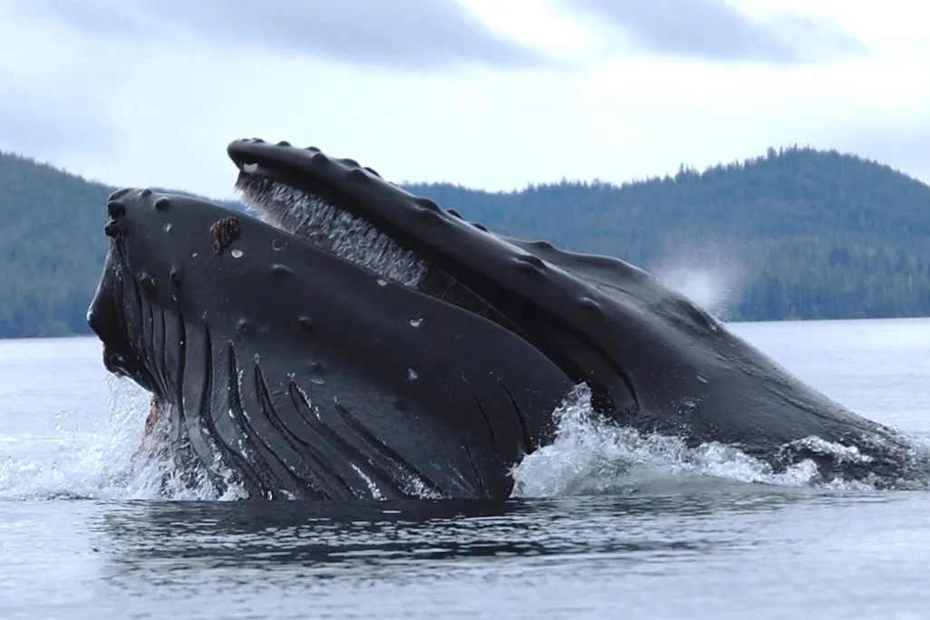 A humpback whale resurfacing from the ocean