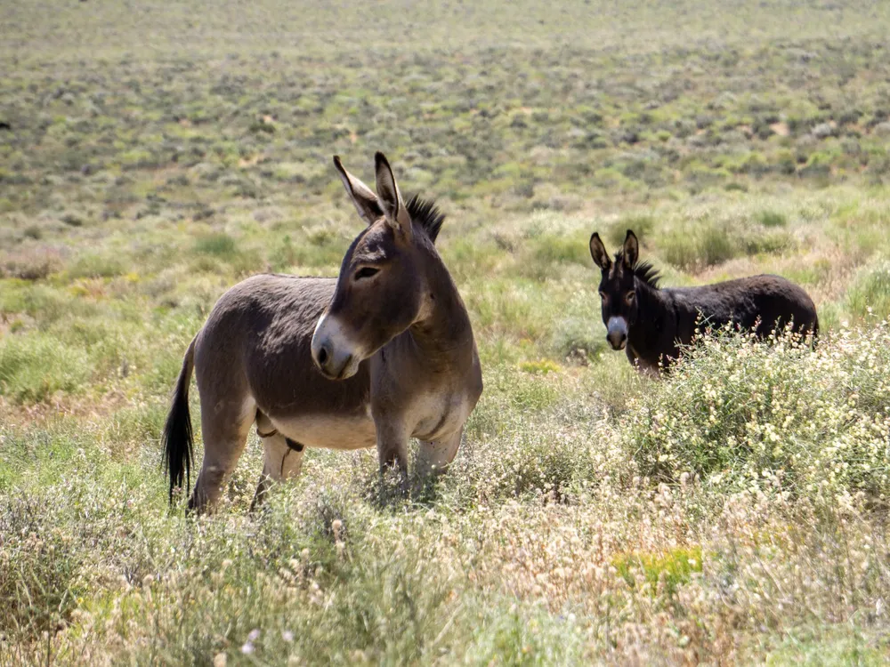 Two donkeys in an open field.