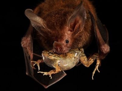 A fringe-lipped bat bits into a túngara frog.