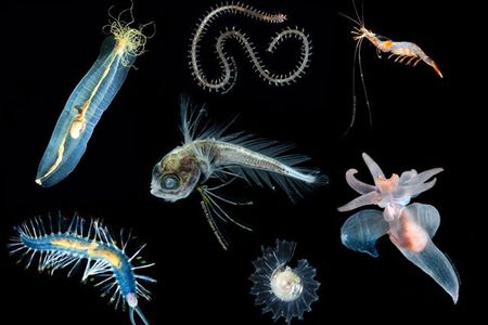 Composite photo of seven different colorful and partially transparent deep-sea animals on black background