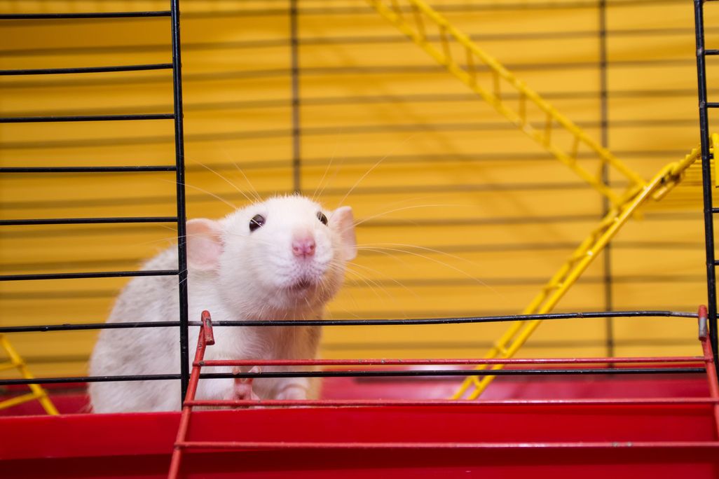 Cute Lab Rat