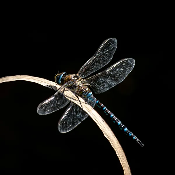 Like a diamond thumbnail