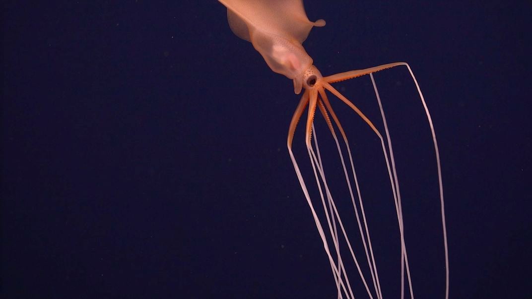 a pink squid with spider leg-like tentacles