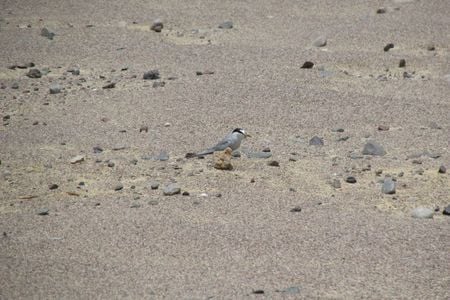 The Peruvian tern's desert camouflage makes it almost impossible to track, but that’s exactly what our research team set out to do.