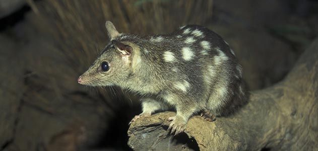 Northern quolls, cat-size Australian marsupials
