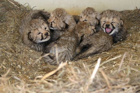 Two large litters of cheetah cubs were born at the National Zoo's Front Royal, Virginia, facility—the Smithsonian Conservation Biology Institute. 