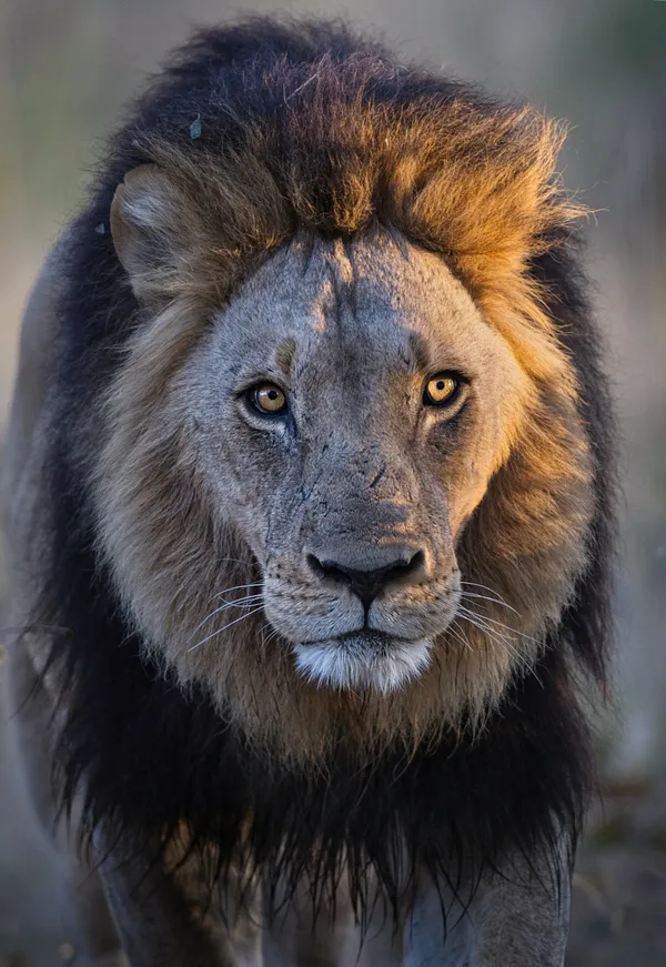 On A Mission thumbnail