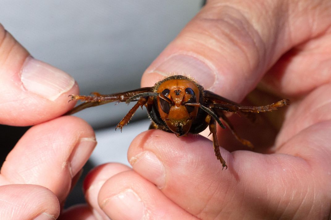 A sample specimen of a dead Asian Giant Hornet from Japan