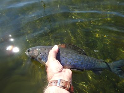 Arctic grayling live in many northern waterways, but they disappeared from Michigan in 1936.