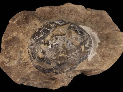 A fossilized Mussaurus egg that was the subject of one of two new studies documenting soft-shelled eggs at the time of the dinosaurs. Mussaurus was a long-necked, plant-eating dinosaur that grew to 20 feet in length and lived in modern-day Argentina between 227 and 208.5 million years ago.