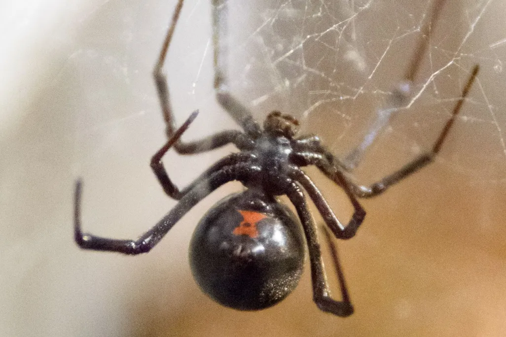 Black widow hanging