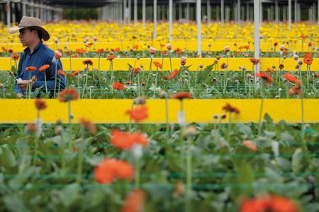 With steady sunshine and cheap labor, Colombian farms yield $1 billion in exports, dominating the United States market.