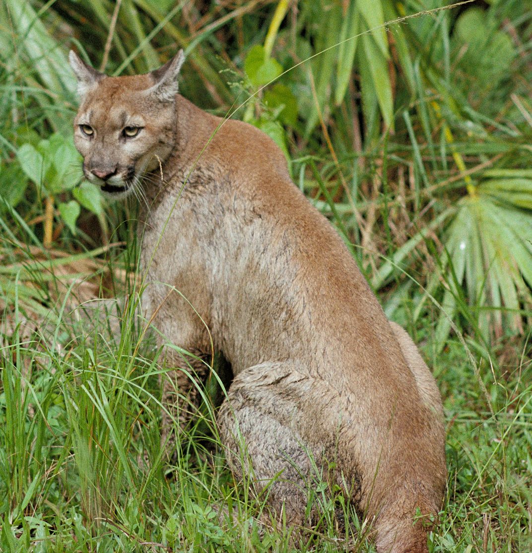 Threatened Species? Science to the (Genetic) Rescue!