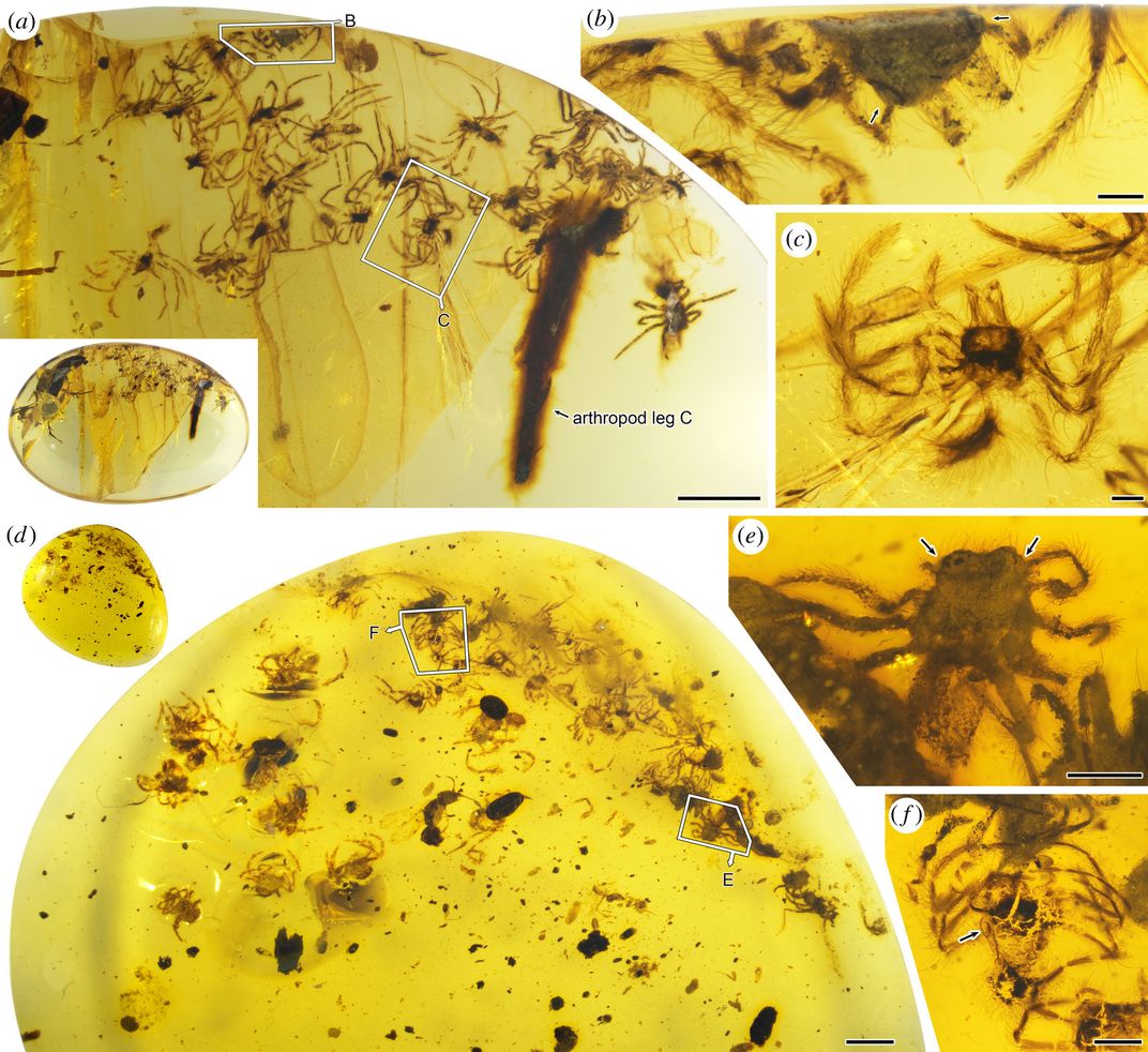 Several bits of amber with dozens of spiderlings