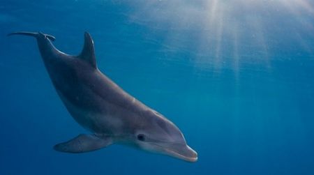 Bottlenose dolphins are good swimmers
