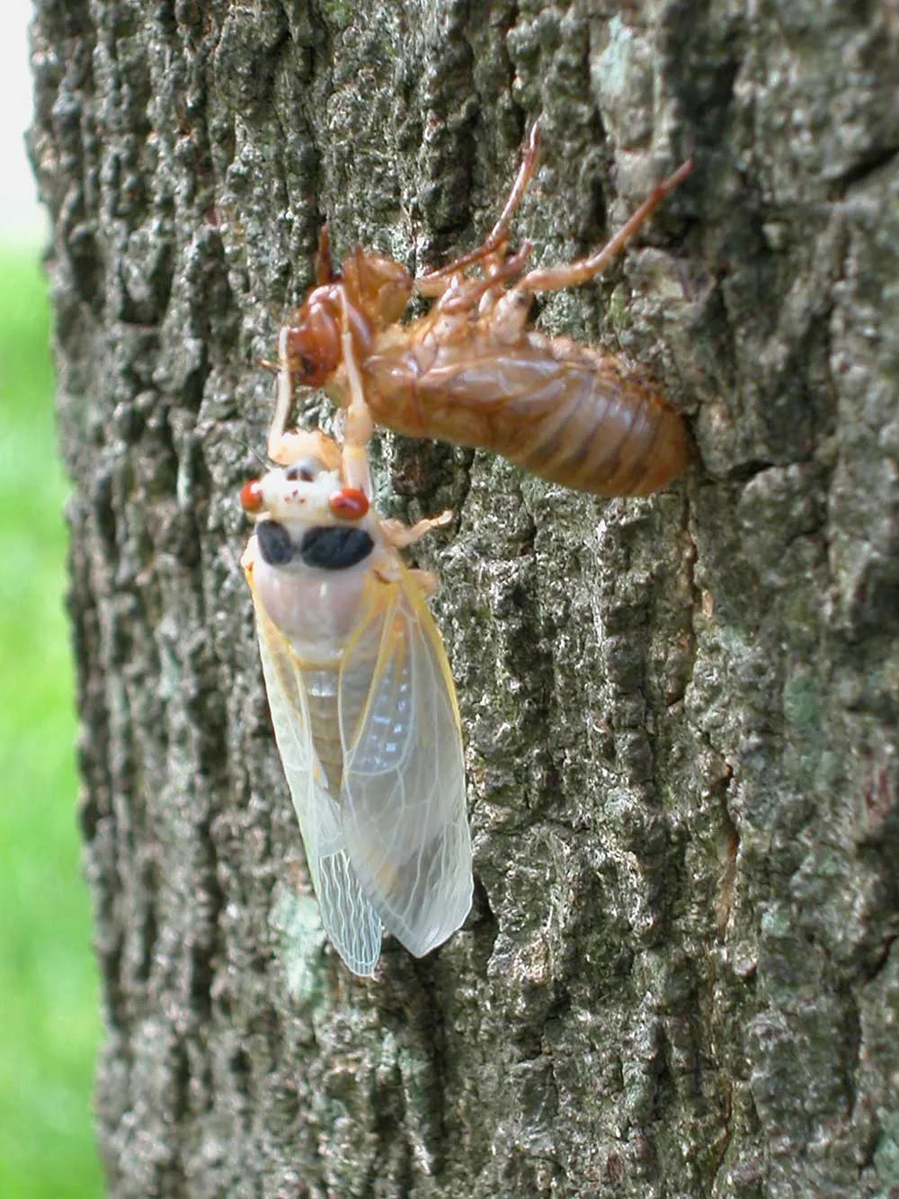 Cicada Sheds Exoskeleton