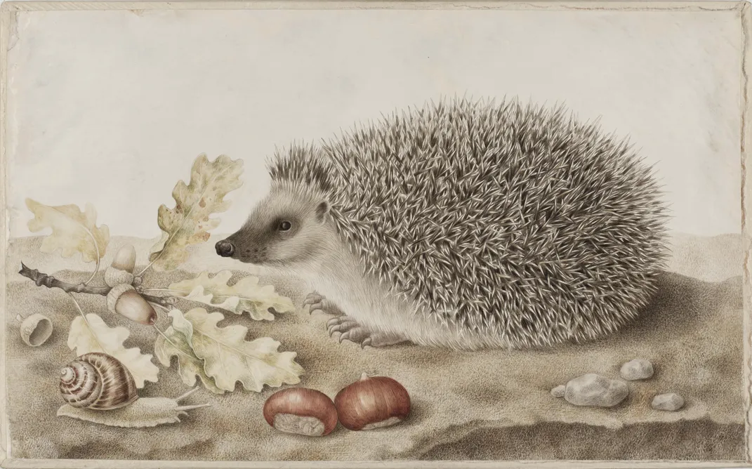 A hedgehog sits near a collection of stones, acorns, shells and leaves