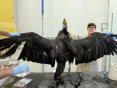 Christina Gebhard prepares to measure a condor's wingspan 