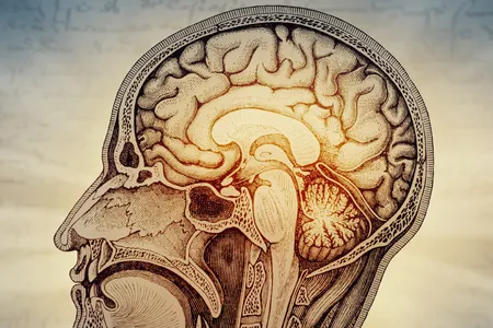 Using their new knowledge, the researchers became the first to successfully coax human stem cells into becoming hindbrain motor nerve cells.