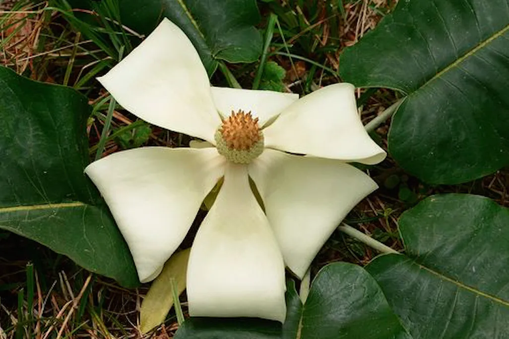 Magnolia rzedowskiana