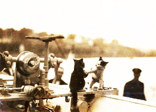 Kitties-505.jpg