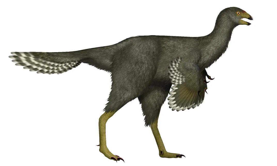 Caudipteryx