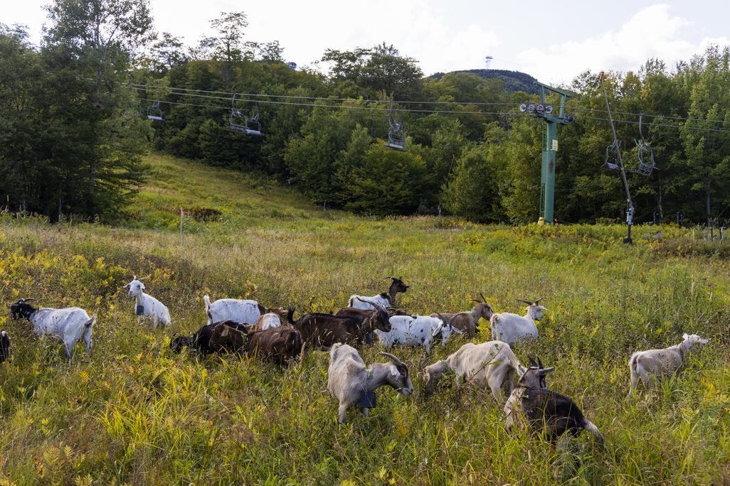 Goats in tall grass under ski chairlift