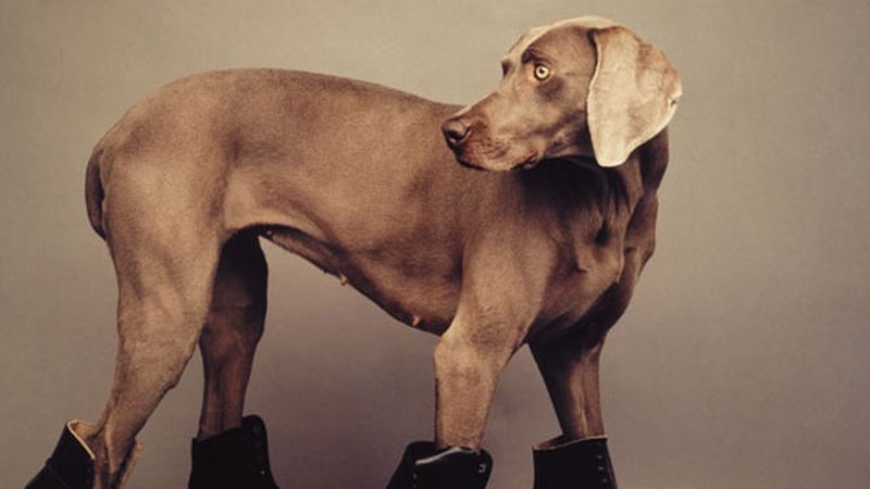 Man ray orders weimaraner