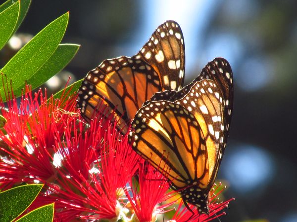 A pair of monarchs thumbnail