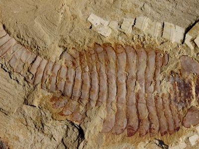 This image shows a Fuxianhuia protensa specimen from the Chenjiang fossil beds in southwest China. The ancient arthropod was just under 5 inches in length.