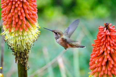 A rufous hummingbird preparing to feed at a torch lily.