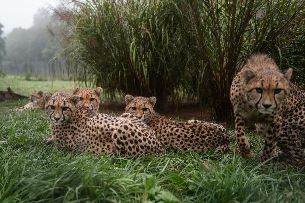 Four young cheetahs stare into the camera from a grass-covered lawn.