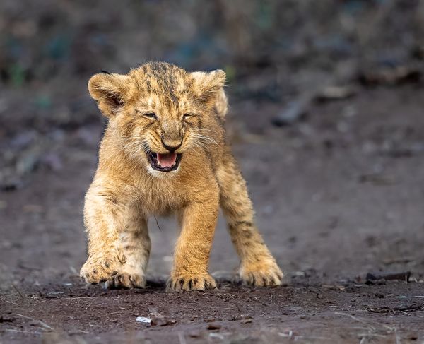 An Asiatic Lion Cub!! thumbnail