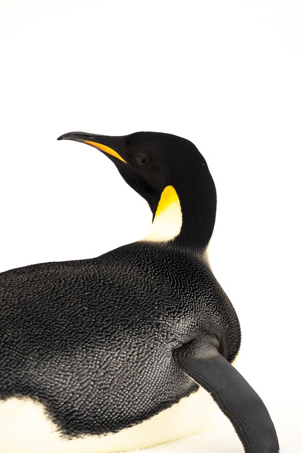 Emperor penguin portrait thumbnail