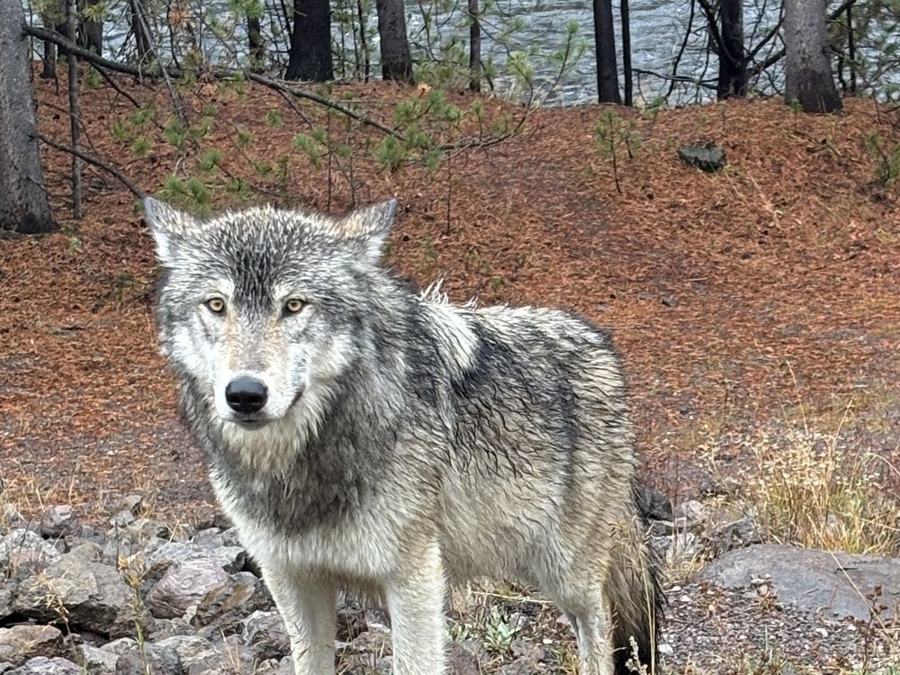 Grey Wolf in Yellowstone National Park | Smithsonian Photo Contest ...