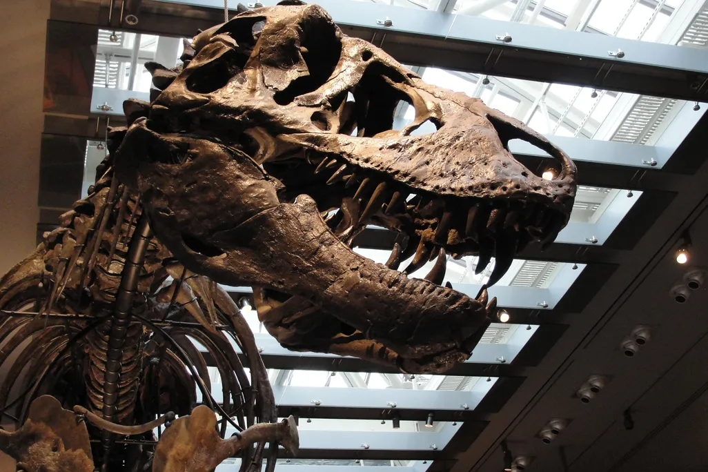 A T. rex skeleton