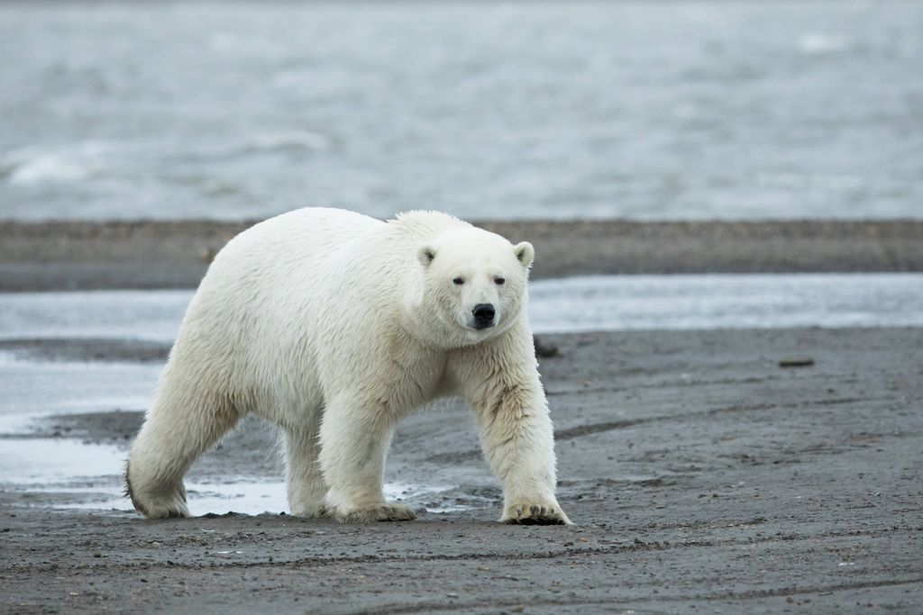 Polar bear walking across a beach with water behind