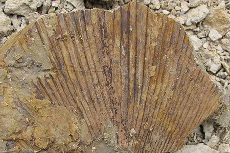 Part of a fossil palm frond from the Paleocene-Eocene Thermal Maximum in Wyoming.