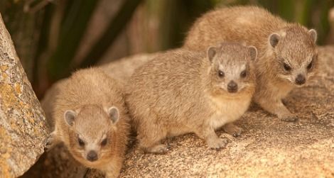 Rock hyraxes in Serengeti National Park, Tanzania