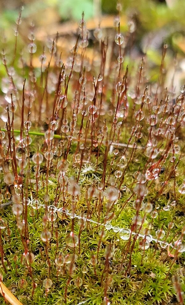 Raindrops on moss thumbnail