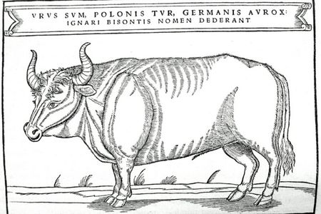 Aurochs illustration from Sigismund von Herberstein's book published in 1556