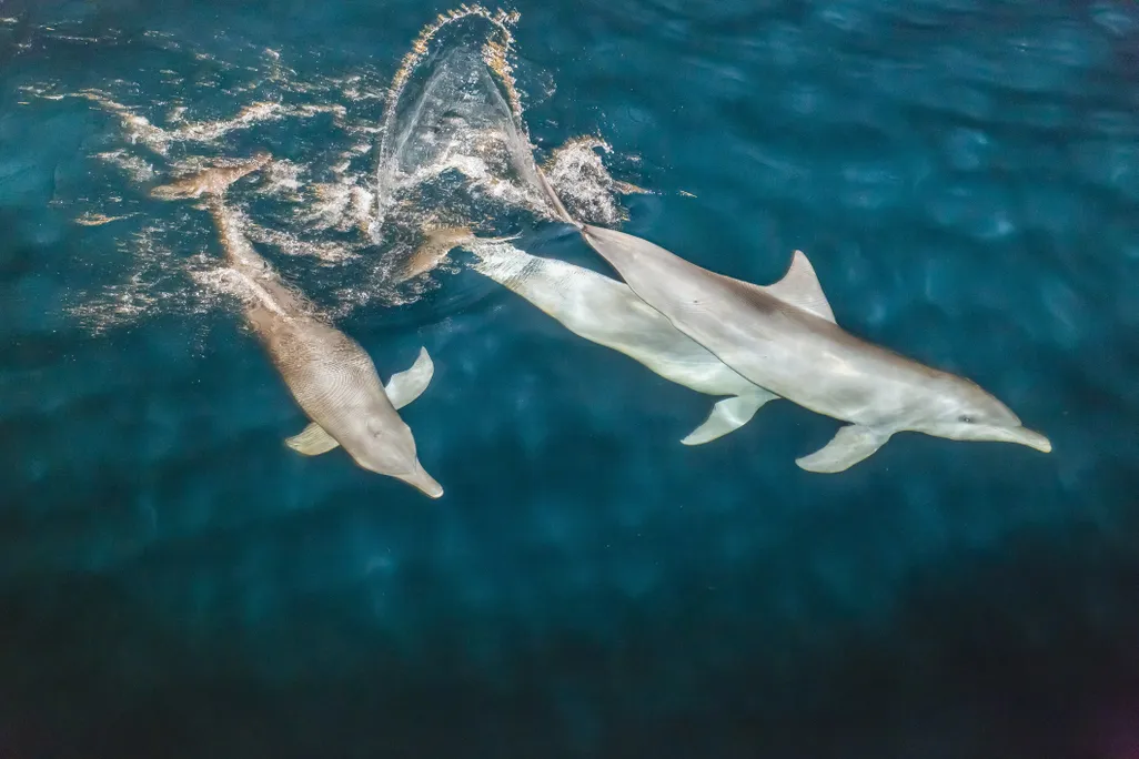 Aerial view of three swimming dolphins