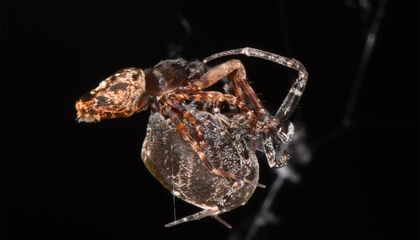 This Male Spider Catapults Itself Into the Air to Avoid Sexual Cannibalism