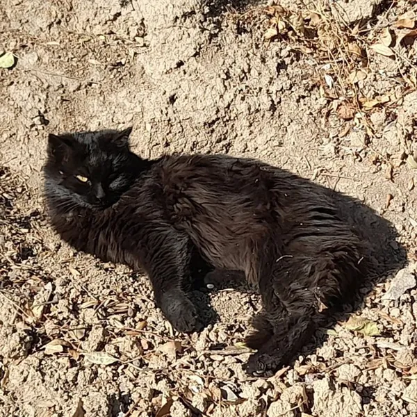 Solace of Shadow in the Sun thumbnail