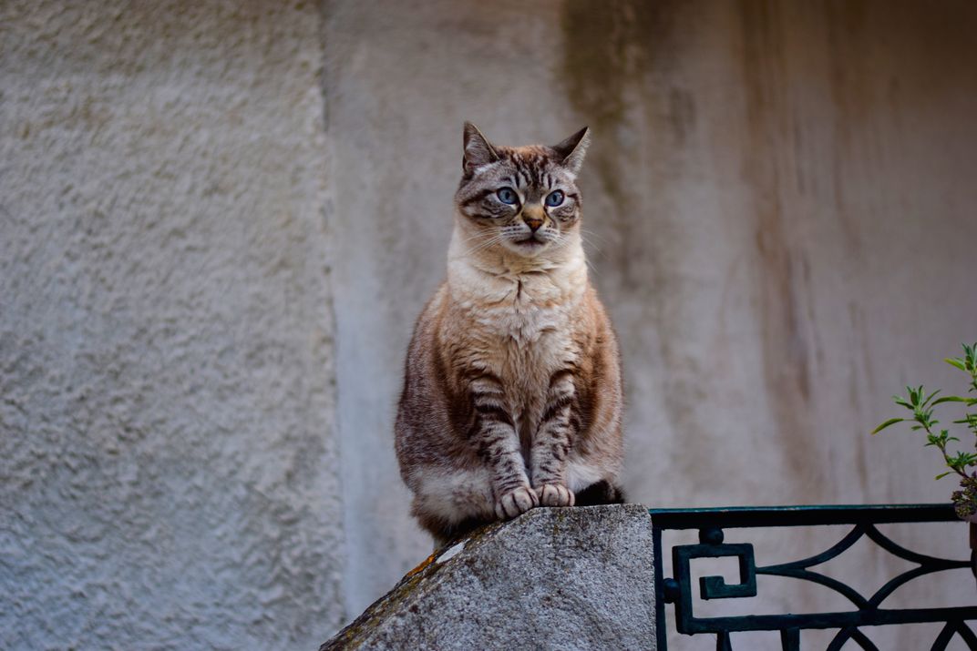 Кот философ картинки