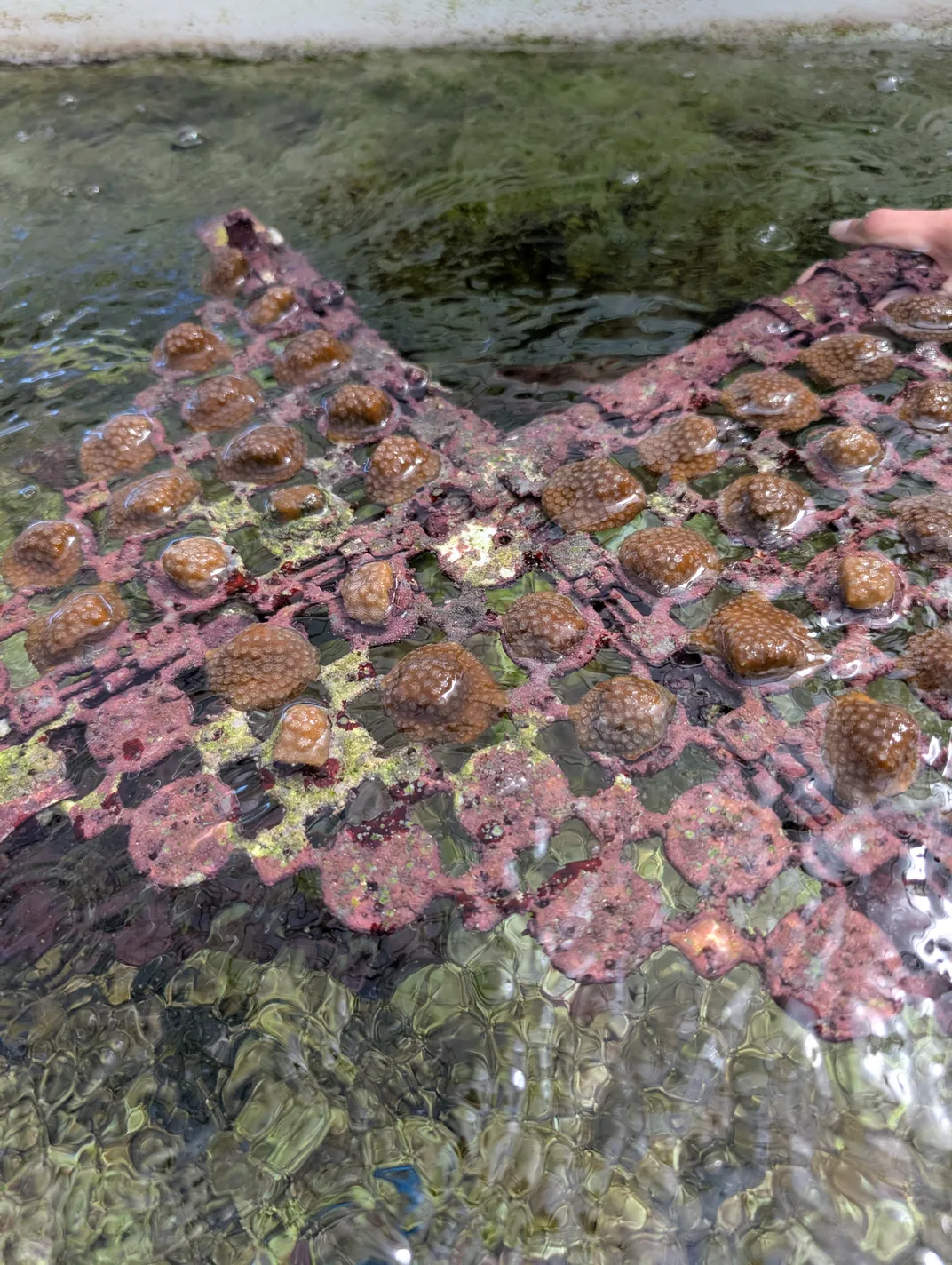 Pink and red coral growing on floating panel on green sea